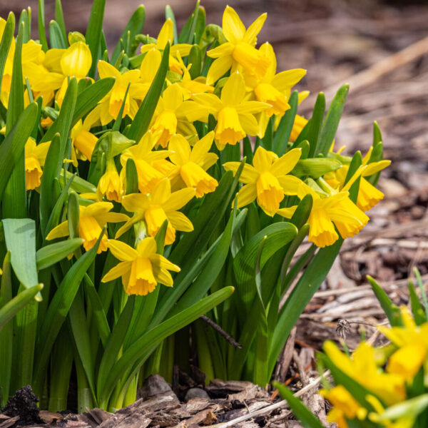 Miniature Daffodil Bulbs- Main-city floral garden center denver