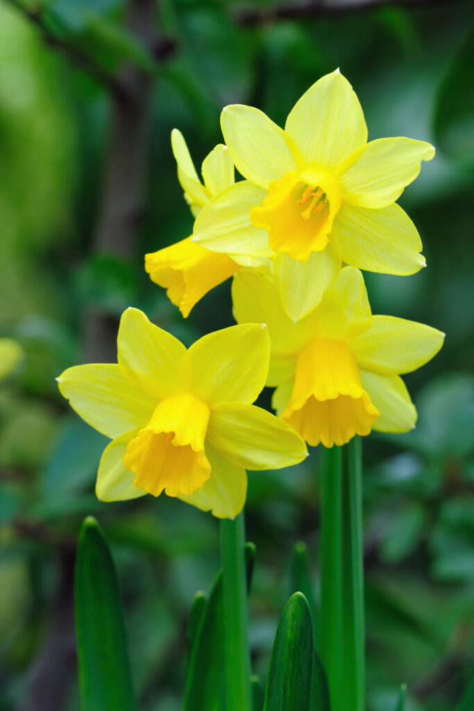 Miniature Daffodil Bulbs- Our Advice-city floral garden center denver