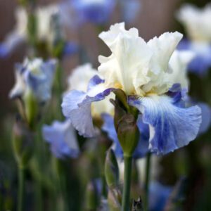 bearded irises at City Floral