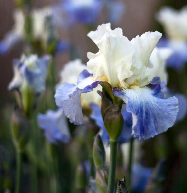 bearded irises at City Floral