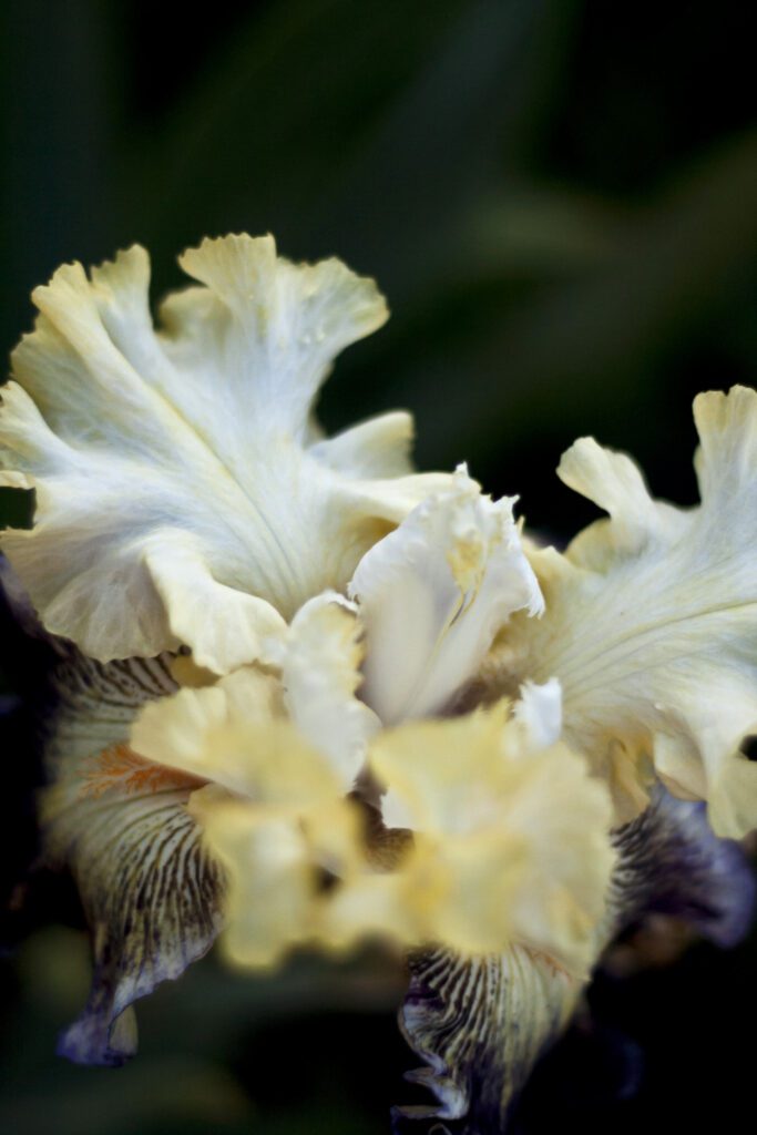 bearded iris detail