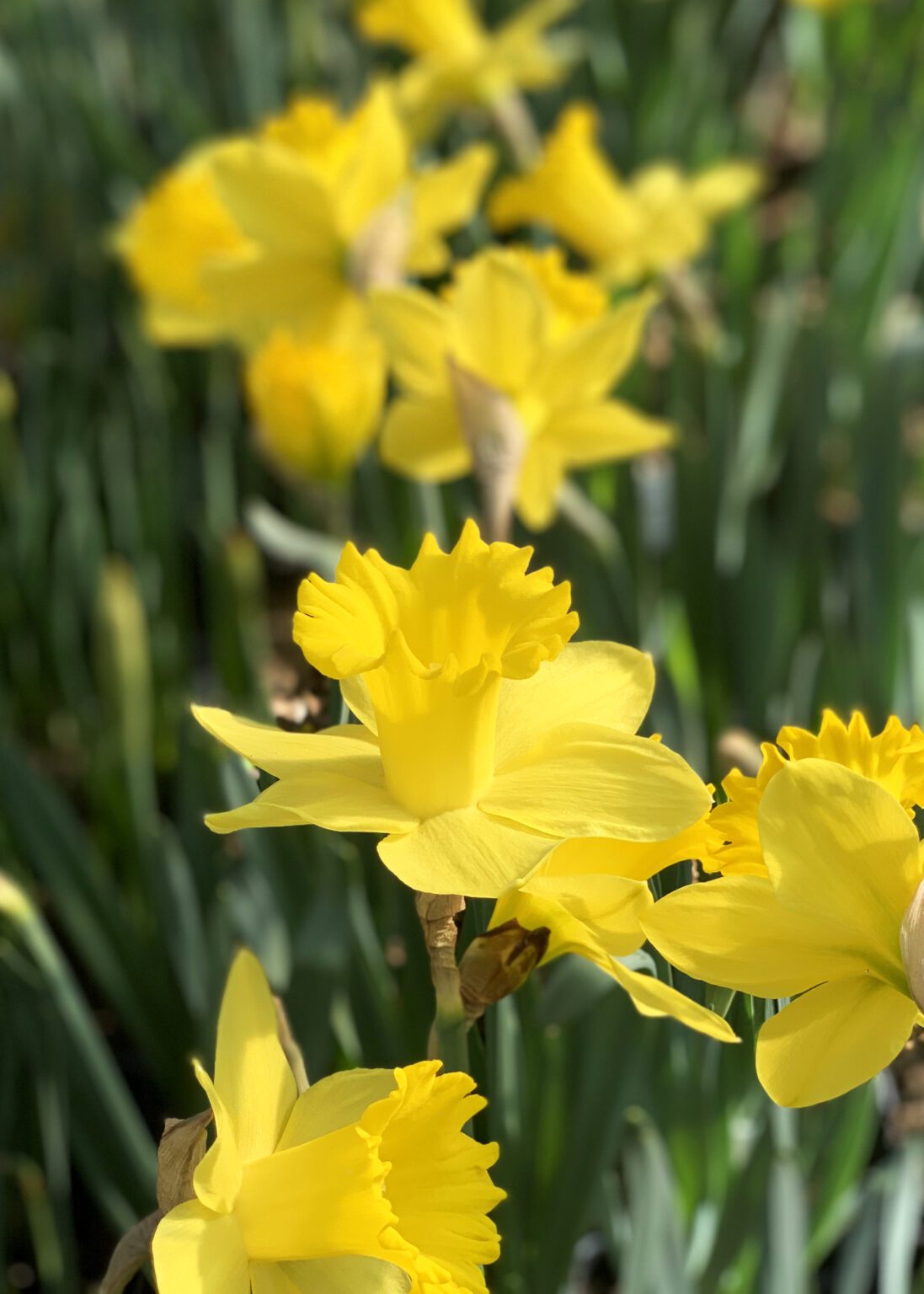 yellow daffodils at City Floral Denver