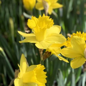 yellow daffodils at City Floral Denver