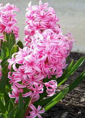 pink hyacinth flowers