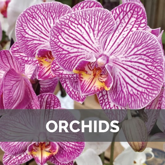 Orchids at City Floral Garden center in Denver