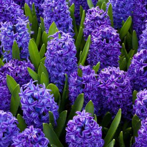 purple hyacinth