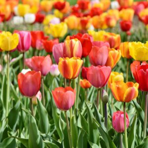tulips blooming
