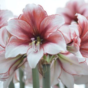 amaryllis