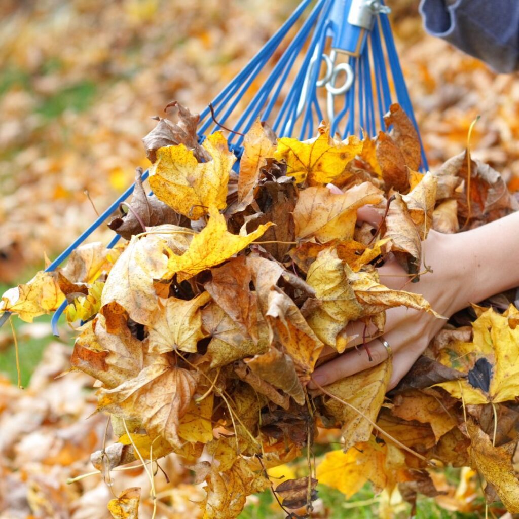 raking leaves for fall yard maintenance