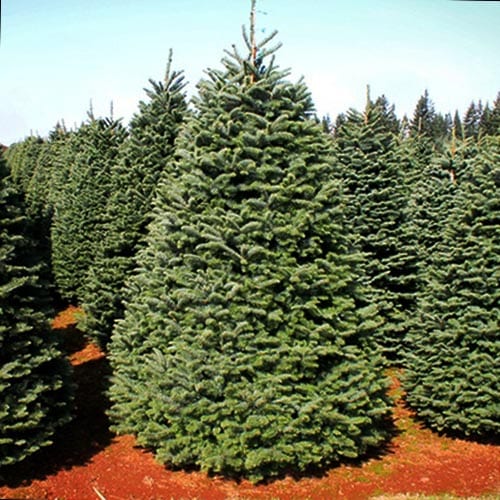 NOBLE FIR CHRISTMAS TREES