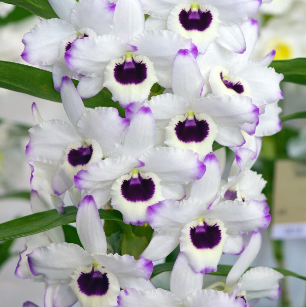 Orchids- Varieties- Nobile Dendrobiums-city floral garden center - denver