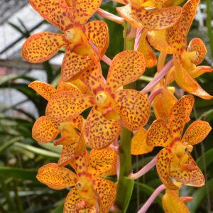 Vandaceous orchid orange | City Floral Garden Center - Denver