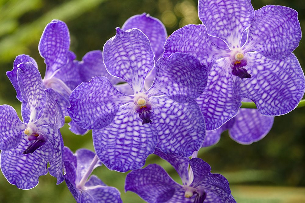 Vandaceous orchid purple blue | City Floral Garden Center - Denver