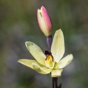 Vanilla Orchid | City Floral Garden Center - Denver