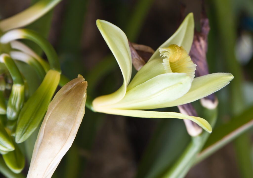 Vanilla Orchid | City Floral Garden Center - Denver