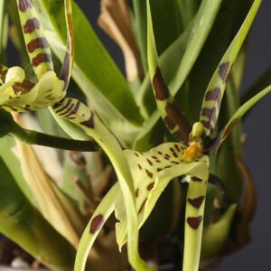 Brassia Orchid | City Floral Garden Center - Denver