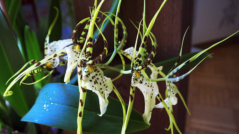 Brassia Orchid | City Floral Garden Center - Denver