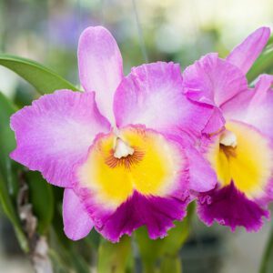 Cattleya Orchid | City Floral Garden Center - Denver