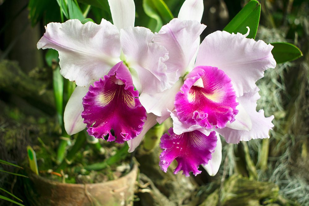 Cattleya Orchid | City Floral Garden Center - Denver