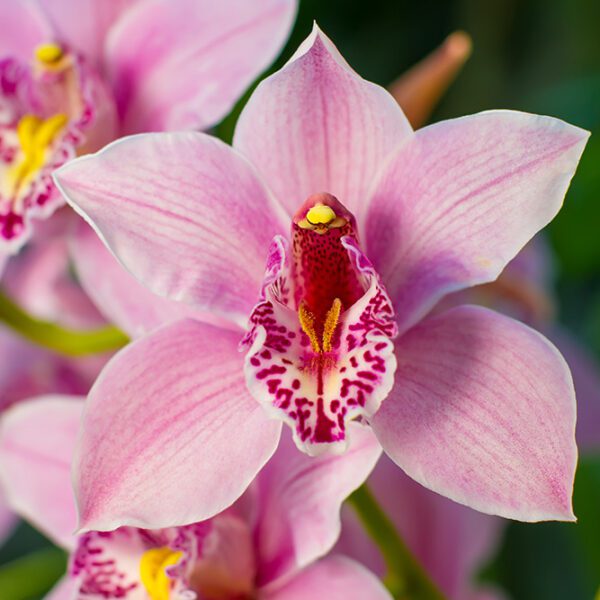 Cymbidium Orchid pink | City Floral Garden Center - Denver