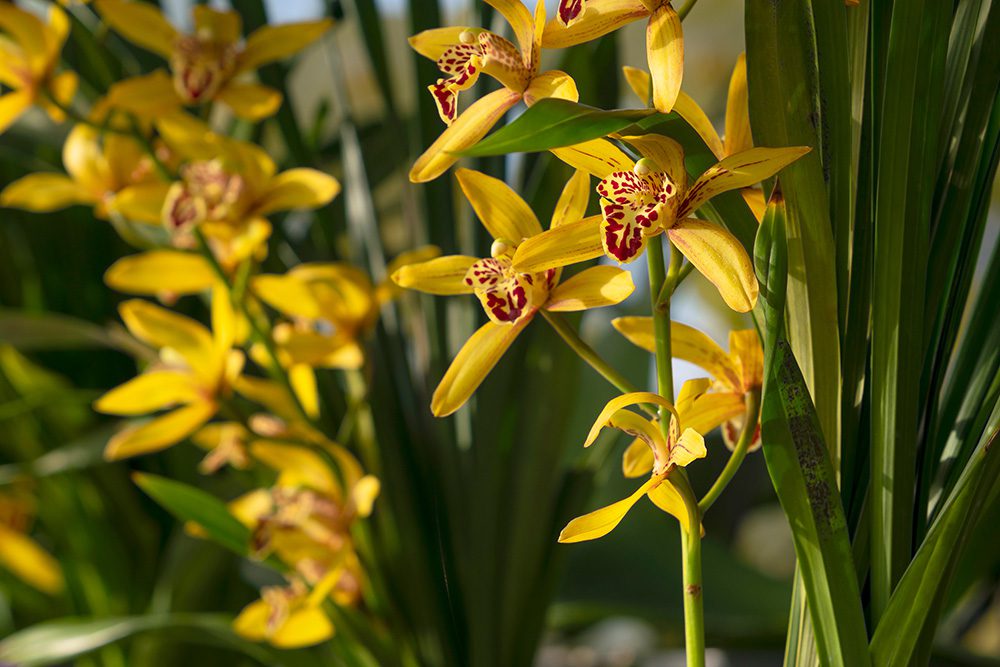 Cymbidium Orchid yellow | City Floral Garden Center - Denver