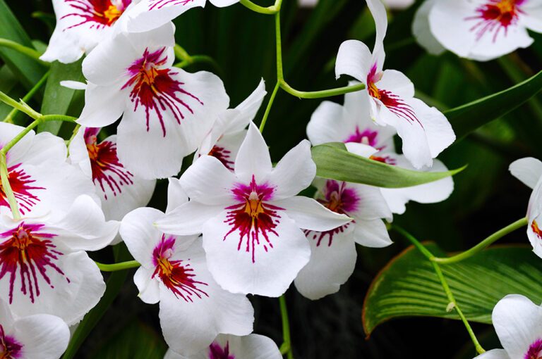 Miltonia Orchid | City Floral Garden Center - Denver