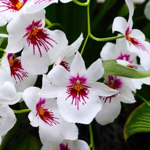 Miltonia Orchid | City Floral Garden Center - Denver