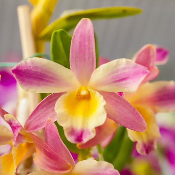 Nobile Dendrobium Orchids - City Floral Garden Center - Denver
