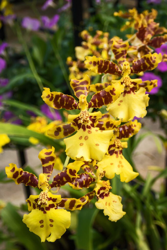 Oncidium Orchid | City Floral Garden Center - Denver