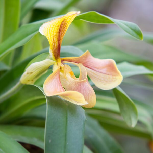 Paphiopedilum Orchid | City Floral Garden Center - Denver
