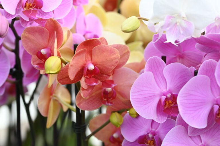 Phalaenopsis Orchid multicoloured | City Floral Garden Center - Denver