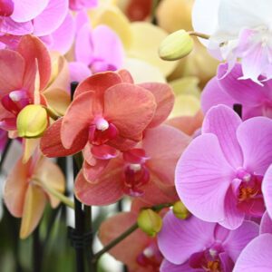 Phalaenopsis Orchid multicoloured | City Floral Garden Center - Denver