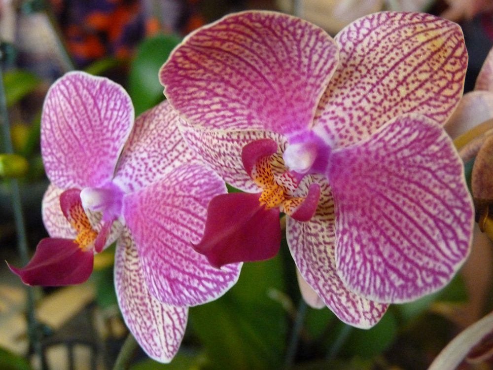 Phalaenopsis Orchid multicoloured | City Floral Garden Center - Denver