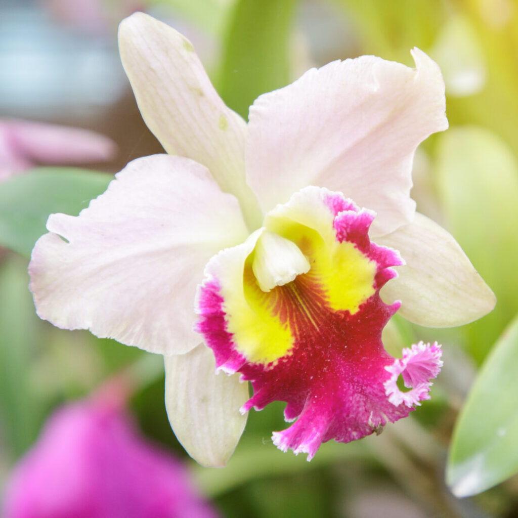 Orchids- Varieties- Cattleyas-city floral garden center denver