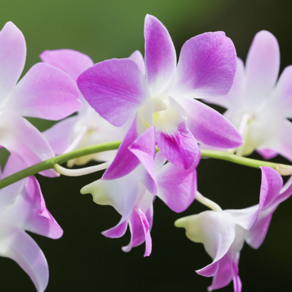 Orchids- Varieties- Dendrobiums-city floral garden center-denver