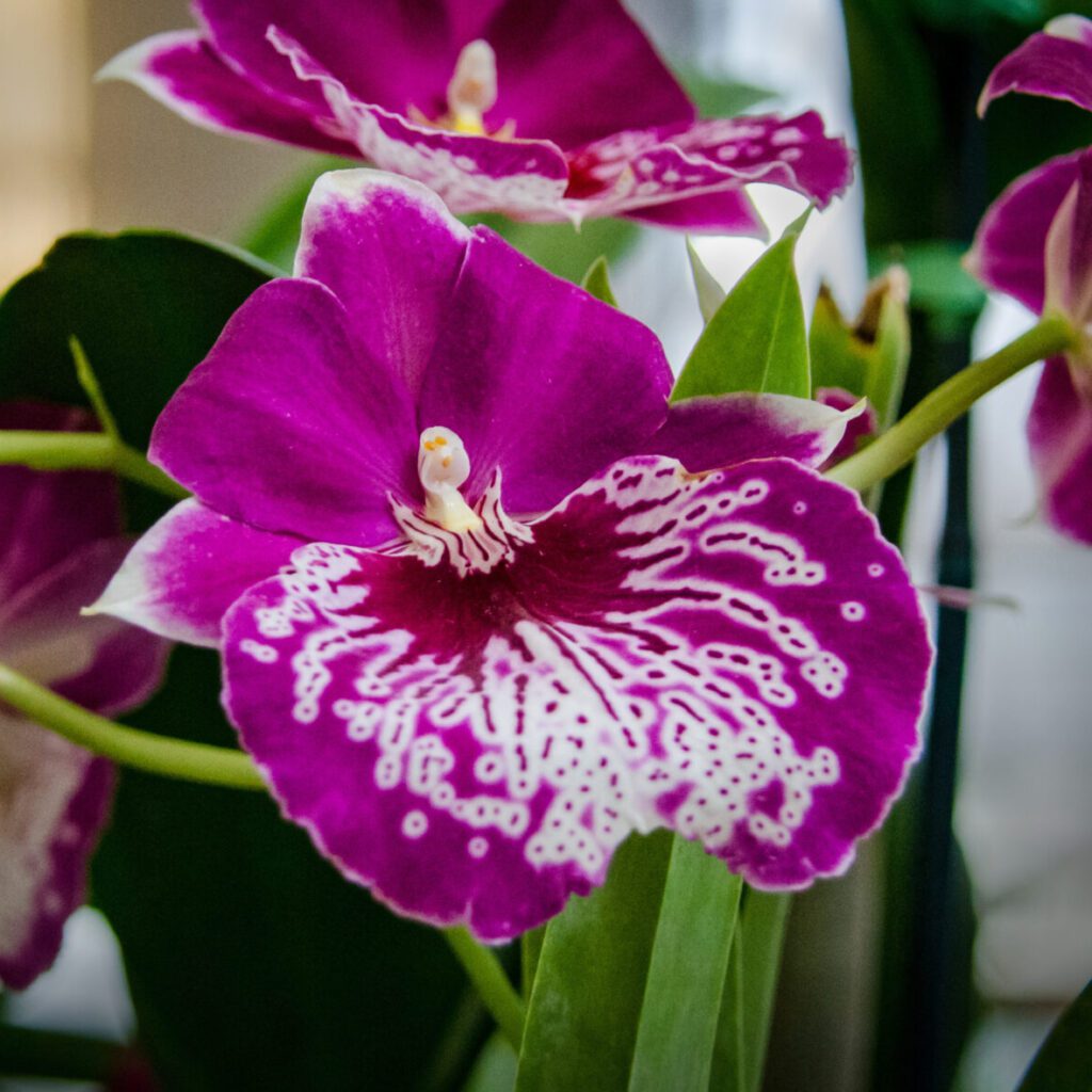 Orchids- Varieties- Miltonia-city floral gardeOrchids- Varieties- Miltonia-city floral garden center denver center denver