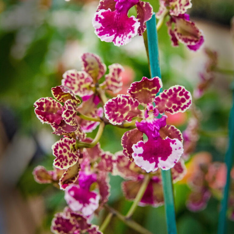 Orchids- Varieties- Oncidiums-city floral garden center denver