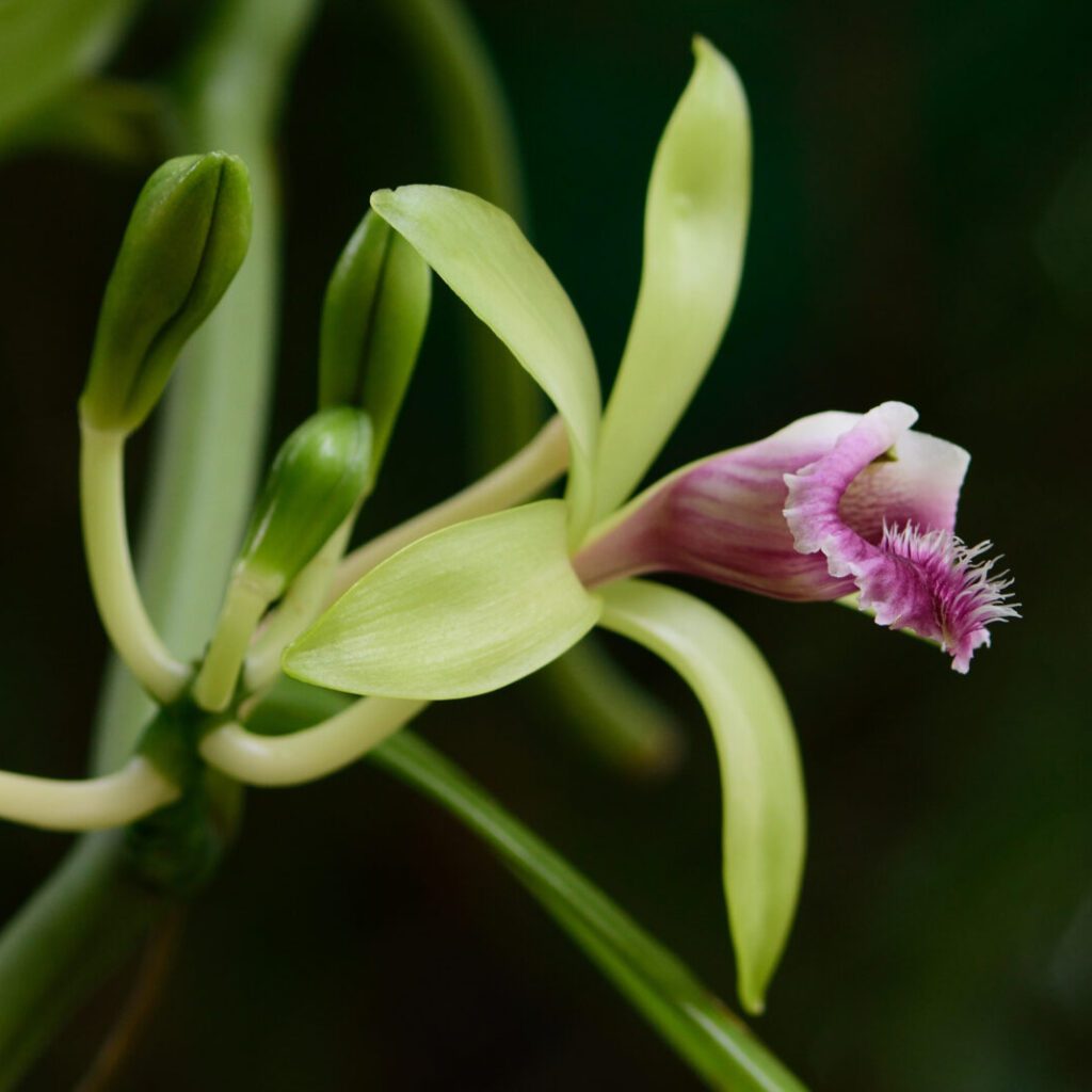 Orchids- Varieties- Vanillas-city floral garden center denver
