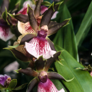 Orchids- Varieties- Zygopetalum-city floral garden center denver