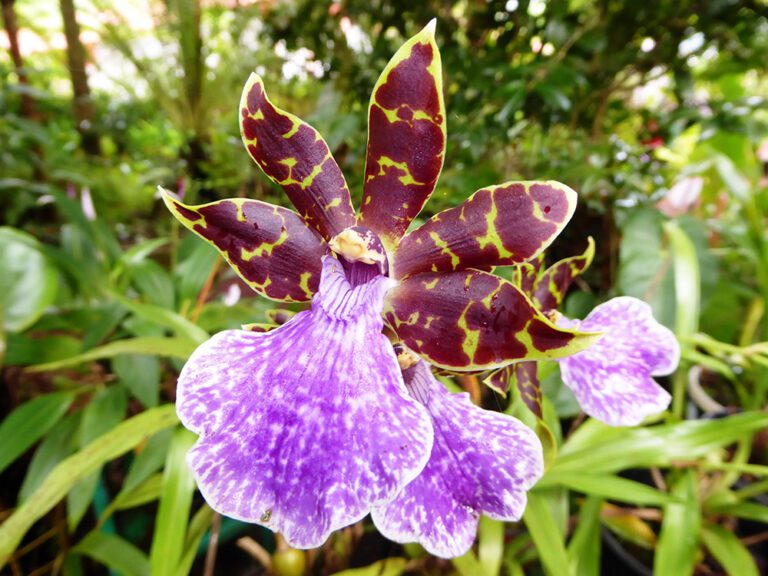 Zygopetalum Orchid | City Floral Garden Center - Denver