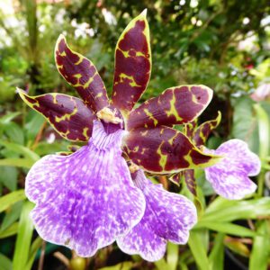 Zygopetalum Orchid | City Floral Garden Center - Denver