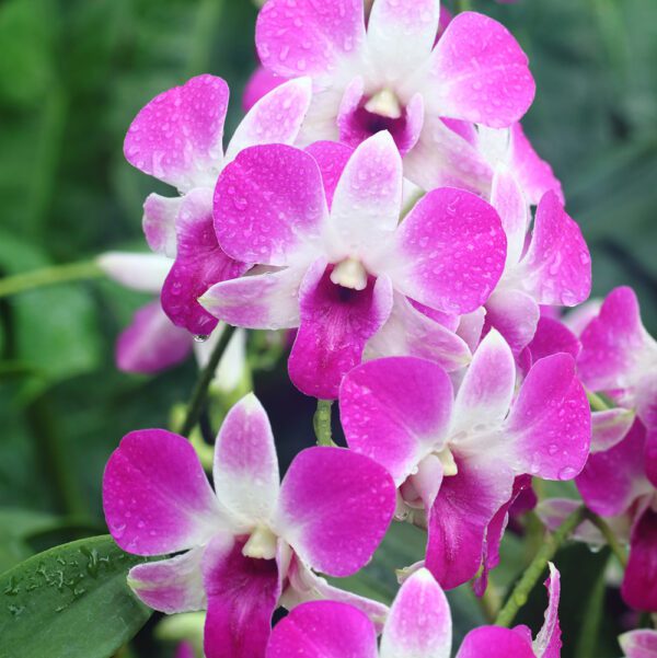 Dendrobium Orchid | City Floral Garden Center - Denver