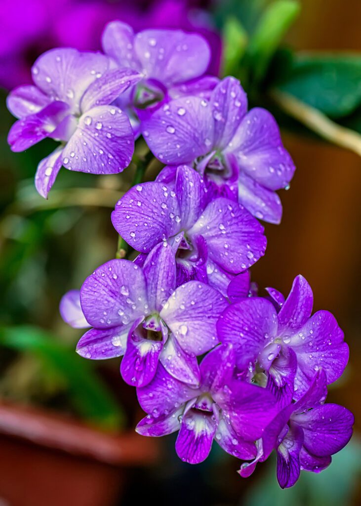 Dendrobium Orchid | City Floral Garden Center - Denver