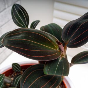 Jewel Orchids | City Floral Garden Center - Denver
