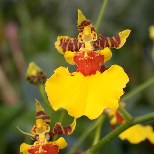 Oncidium Orchids | City Floral Garden Center - Denver Colorado