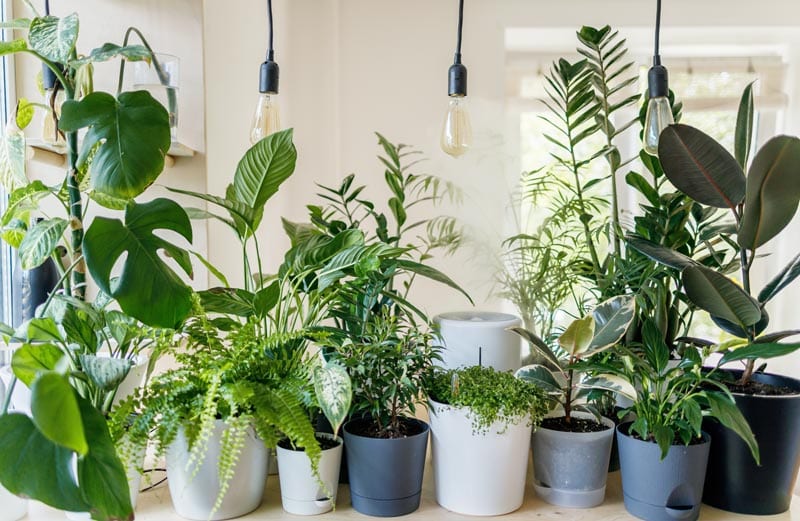  Plant Gifts For Guys Holidays - Best House Plants To Give As A Gift