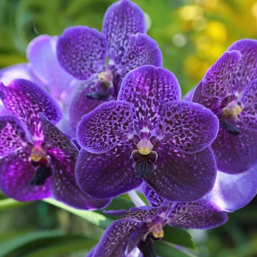 Vandaceous Orchids