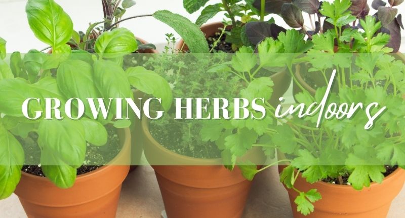 Growing Herbs Indoors: A How-to Guide - City Floral Garden Center ...
