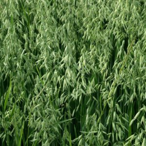Cayuse Oat Seed Grass | City Floral Garden Center - Denver