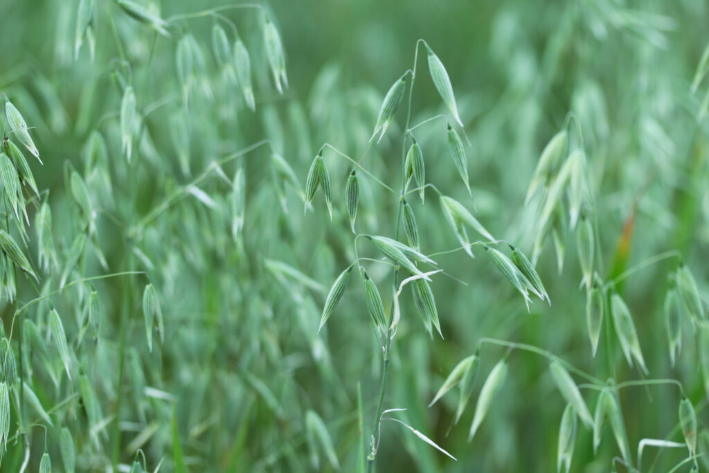 Close up of Cayuse Oat Seed Grass | City Floral Garden Center - Denver